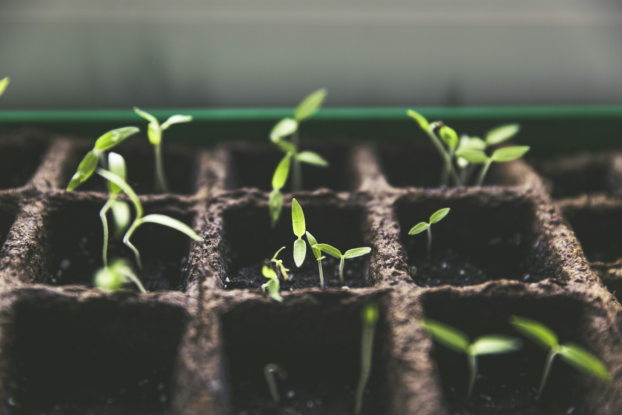 Young seedlings sprouting from a tray of dark soil